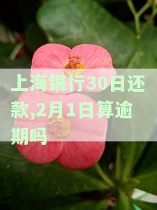 上海银行30日还款,2月1日算逾期吗怎么算，疑问解答：上海银行贷款的30日还款期，2月1日算不算逾期？计算方法解析