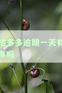 桔多多逾期几天会影响信用，上征信吗？