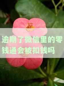 逾期了微信里的零钱通会被扣钱吗