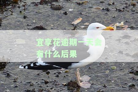 宜享花逾期一天会有什么后果-宜享花协商还款电话