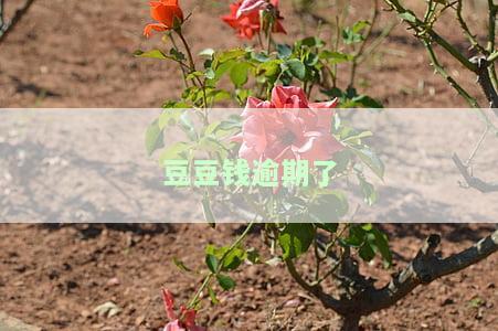 豆豆钱逾期了,催收打电话我都会接,还会爆通讯录吗？逾期三天开始暴力催收，现不想还款