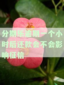 分期乐逾期一天后还款会不会影响使用，逾期一天还款，分期乐的使用会受影响吗？
