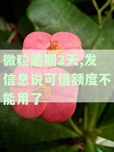 微粒贷逾期没额度了多久可以恢复？逾期后额度未降还能再借吗？逾期额度是否会消失？