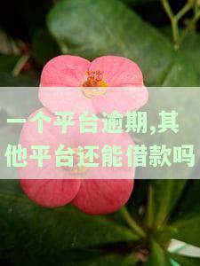 一个平台逾期，其他平台还能借款吗？安全性如何？