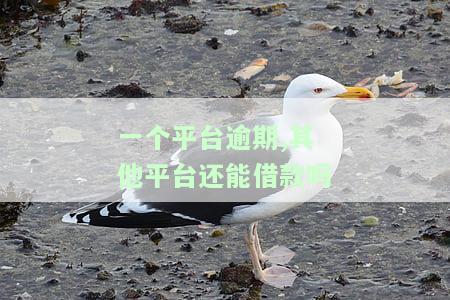 一个平台逾期,其他平台还能借款吗-一个平台逾期,其他平台还能借款吗
