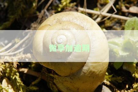 微享加逾期快一年，仍未还款，影响严重