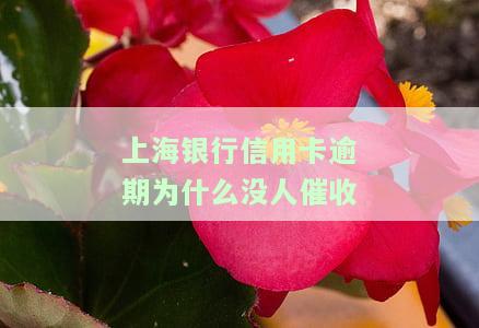 上海银行信用卡逾期为什么没人催收了，为何上海银行停止对信用卡逾期用户的催收？