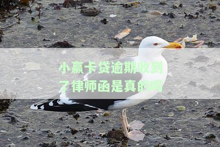 小赢卡贷发来律师函：真的吗？是否安全？