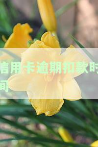 信用卡逾期扣款时间-信用卡逾期扣款时间是一天什么时候