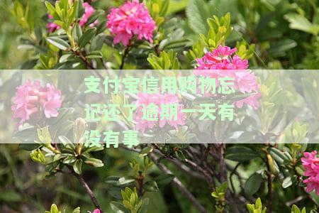 支付宝信用消费服务已逾期是什么意思，解读支付宝信用消费服务逾期：可能带来的影响与解决方案