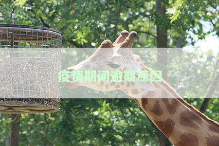 疫情期间逾期原因-疫情期间逾期原因怎么写