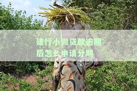 建行小微贷款逾期后如何申请分期付款？还不上怎么办？