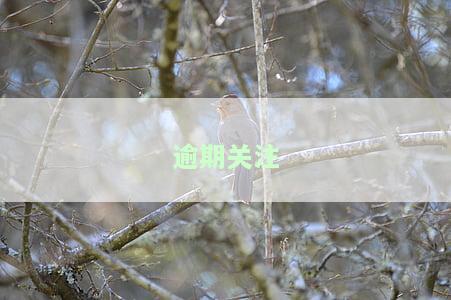 逾期关注多久消除，如何消除逾期关注？期限是多长时间？