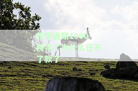 花呗逾期1000两年了为什么还不了款了呀，为何花呗逾期1000元两年仍未还款？原因解析