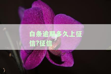 白条逾期多久上征信征信多久更新，如何查询白条逾期记录是否已上征信？更新时间是多久？