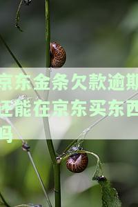 京东金条逾期了还能借其他平台吗，京东金条逾期未还，是否影响在其他平台借款？