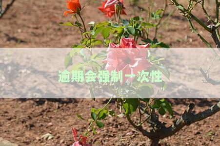 逾期会强制一次性还款吗？知乎用户分享经验与建议