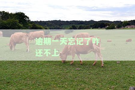 逾期一天怎么补救，错过了还款日？教你如何应对逾期一天的情况