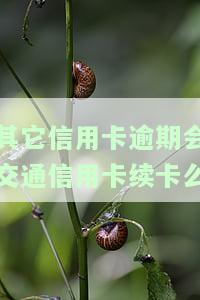 其它信用卡逾期会交通信用卡续卡么
