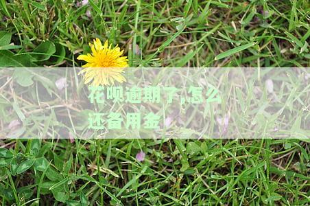花呗逾期还了备用金还可以继续使用吗，花呗逾期还款后，备用金还能正常使用吗？