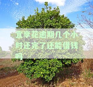 宜享花：逾期几小时还款后能否再借？安全性如何？