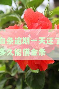 白条逾期1天会影响贷款吗？解答与解决办法全在这！