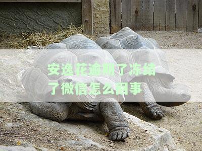 安逸花逾期两年多了,说封我银行卡支付宝是真的吗，安逸花逾期两年，被威胁封卡和支付宝账户？真相大揭秘！