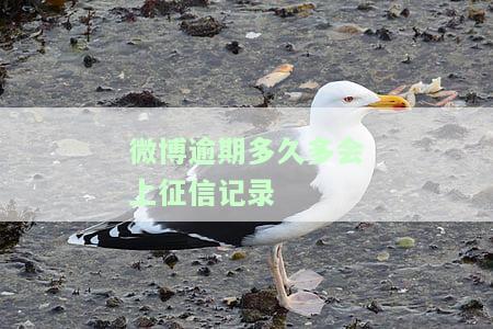 微博逾期多久会上征信？影响及后果解析