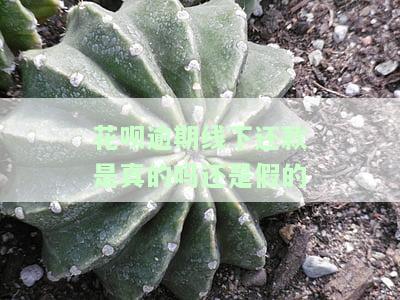 花呗逾期线下还款：真实情况是什么？