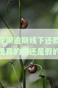 花呗逾期线下还款：是真的吗？解决方法是什么？