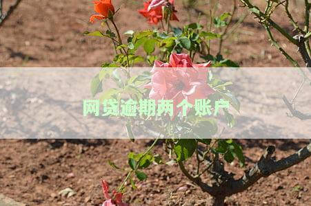 如何处理网贷逾期两个账户？详细步骤在此