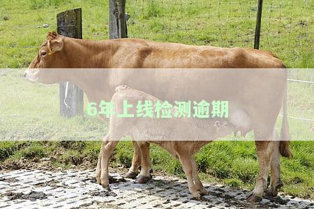 6年年检逾期处理方法及逾期天数规定