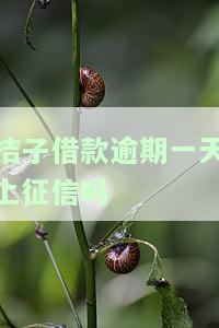 桔子借款逾期一天暴力催收：真的会爆通讯录吗？
