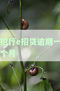招行e招贷逾期一个月-招行e招贷逾期一个月会怎样