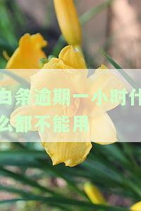 白条逾期半个小时，警惕！白条逾期半小时，影响你的信用记录