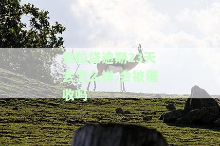 微粒贷逾期23天会怎么样,会被催收吗