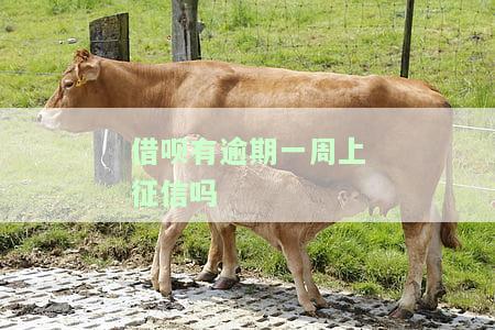 借呗有逾期一周上征信吗会影响吗，逾期一周的借呗是否会上征信？会对个人信用产生影响吗？