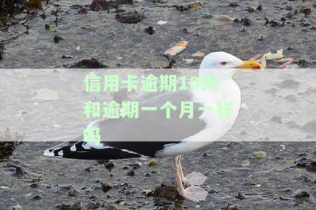 信用卡逾期10天和逾期一个月有何区别？影响有多大？