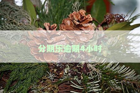 分期乐逾期4小时