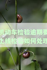 机动车检验逾期什么意思？重要提示！