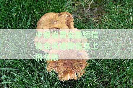 中银消费金融：贷款逾期15天，需尽快处理