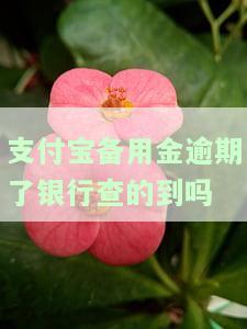 支付宝备用金逾期了还进去还能取出来吗，支付宝备用金逾期还款后，能否再次取出？
