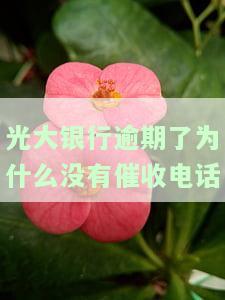 光大银行催收函下来了没钱还这么多怎么办，光大银行催收函：没钱还众多债务，该如何应对？