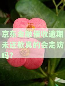 京东金融催收逾期未还款真的会走访吗？安全吗？