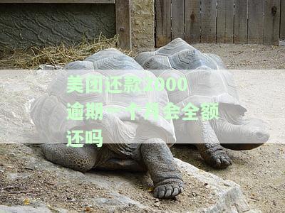 美团还款2000逾期一个月会全额还吗知乎，美团还款2000元逾期一个月，需要全额偿还吗？——知乎上的讨论