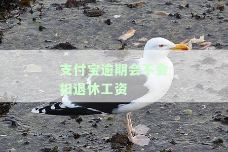 支付宝有逾期会影响社保吗？如何避免影响？