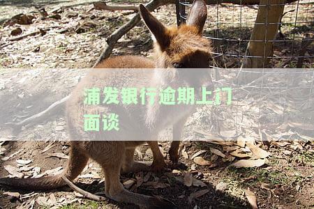 浦发银行上门催收了没钱还下一步怎么办，浦发银行上门催收，没钱还？教你应对下一步措！