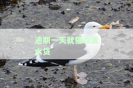 滴水贷款逾期一天催收：有效吗？应对措是什么？