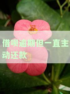 借呗逾期但一直主动还款