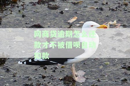 网商贷逾期自动扣款时间详解：计算方法与持续时间
